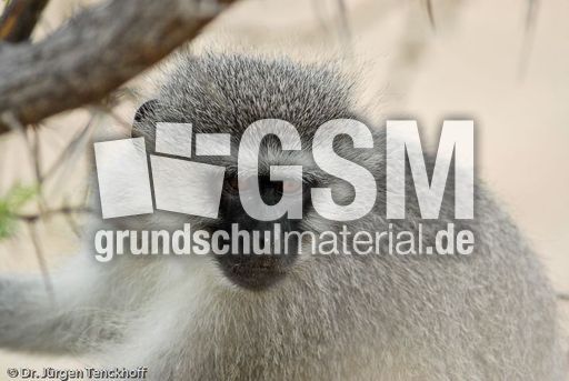 Grüne Meerkatzen (43 von 67).jpg